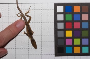 Media type: image;   Herpetology R-186854